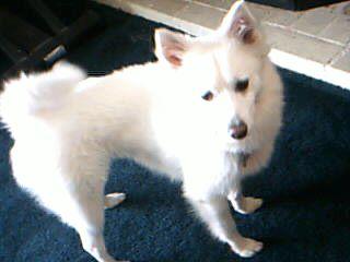 American Eskimo